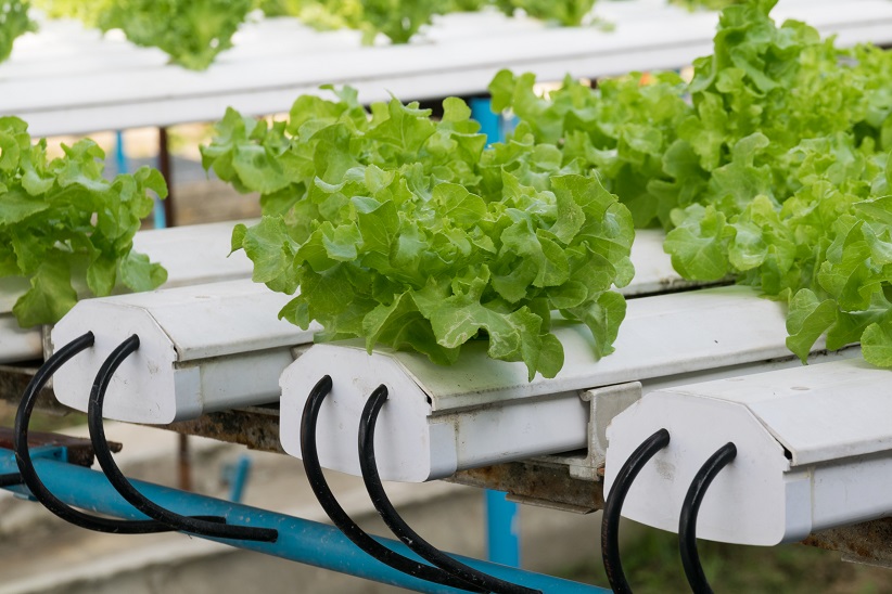 ATC Supervisor Greenhouse module and MBrick controller can make NFT hydroponics production easy
