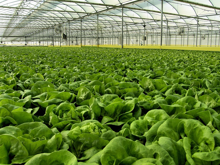 ATC Supervisor Greenhouse module and MBrick controller can make raft hydroponics production easy