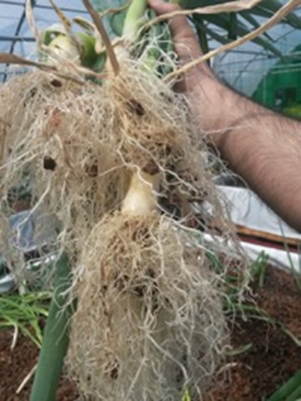Fresh onions roots